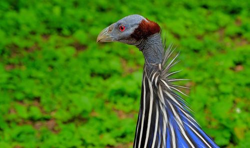 Close-up of a bird