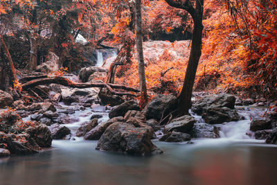 Stream amidst trees in forest during autumn