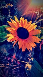 Close-up of orange flower