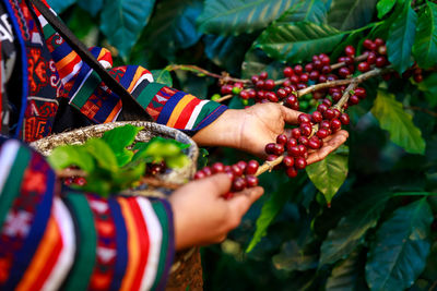 Midsection of farmers holding coffee beans in basket 