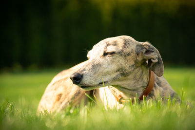 Close-up of a dog on field