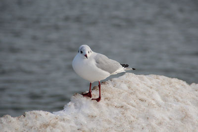 Seagull perching on snow against sea