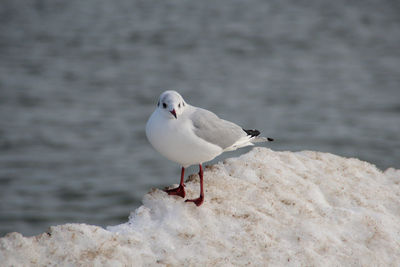 Bird perching on white background