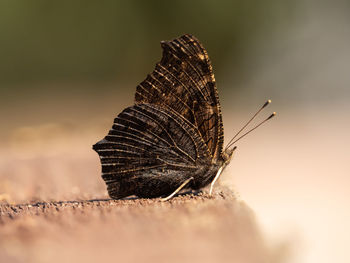 Close-up of butterfly on rock