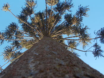 Low angle view of trees against clear blue sky