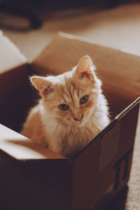 Portrait of a cat in box