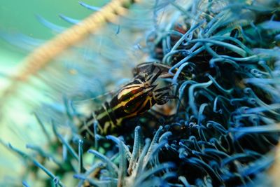 Close-up of insect on sea