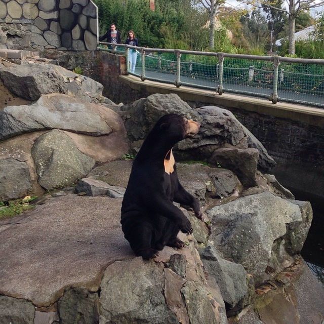 animal themes, full length, one animal, sitting, rock - object, bird, looking at camera, outdoors, relaxation, day, portrait, leisure activity, animals in the wild, lifestyles, casual clothing, wildlife, nature, sunlight