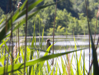 Bird perching on a plant