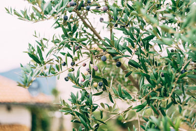 Close-up of plant growing on tree