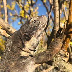 Close-up of lizard on tree trunk