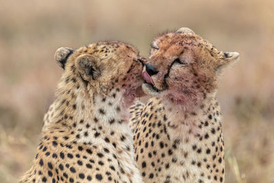 Cheetah in masai mara national reserve