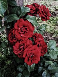 Close-up of red rose flower