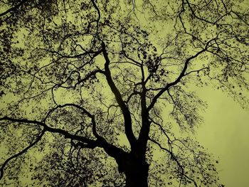 Low angle view of silhouette tree against sky