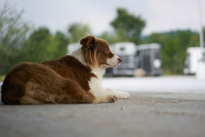 Dog relaxing on road