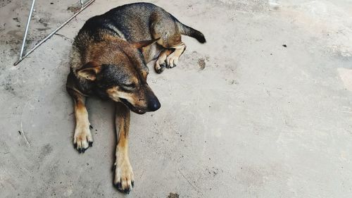 High angle view of dog on footpath