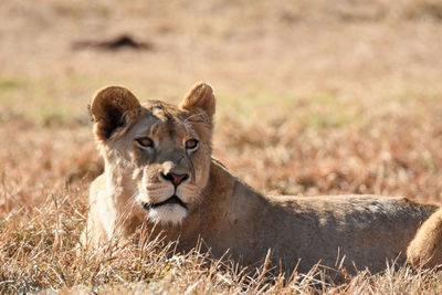 Portrait of a cat on field