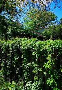 Flowering plants and trees in forest