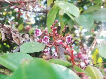 Close-up of pink flowers on tree