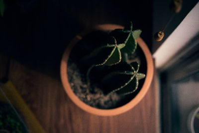 High angle view of potted plant