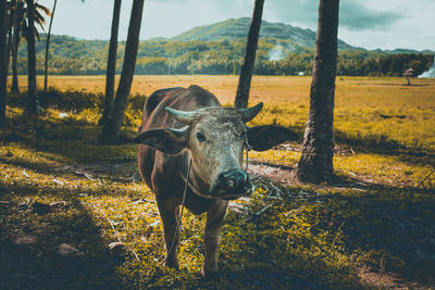 Portrait of horse standing on field