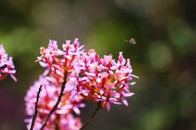 Close-up of butterfly pollinating on purple flowering plant