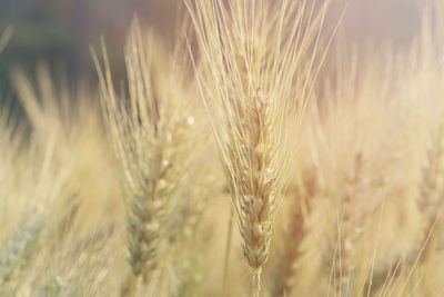 Close-up of wheat growing on field