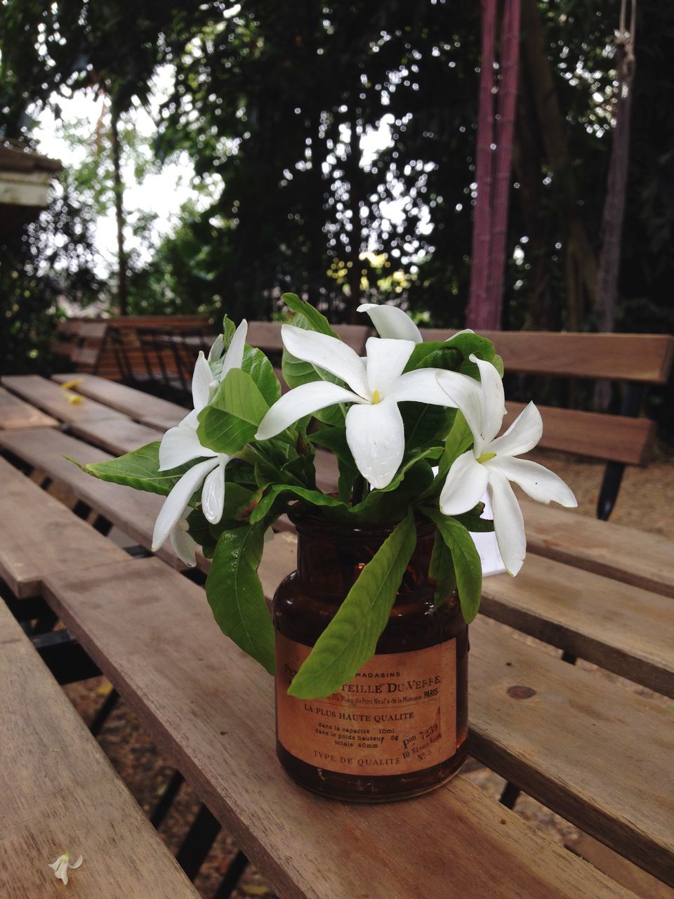 flower, freshness, petal, growth, fragility, white color, plant, flower head, beauty in nature, potted plant, wood - material, table, nature, vase, leaf, close-up, flower pot, in bloom, blooming, blossom