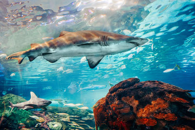 Giant scary sharks under water in aquarium. sea ocean marine wildlife predators 