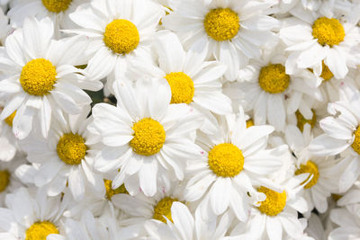 Close-up of white daisy flowers