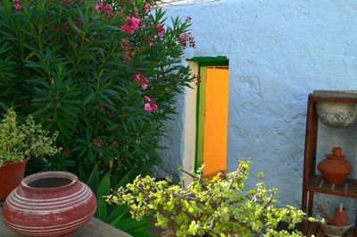 Yellow flowering plants growing by potted plant