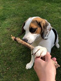 Beagle playing with stick