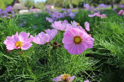 Close-up of pink flowering plants on field