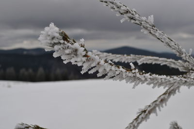 Close-up of snow on branch