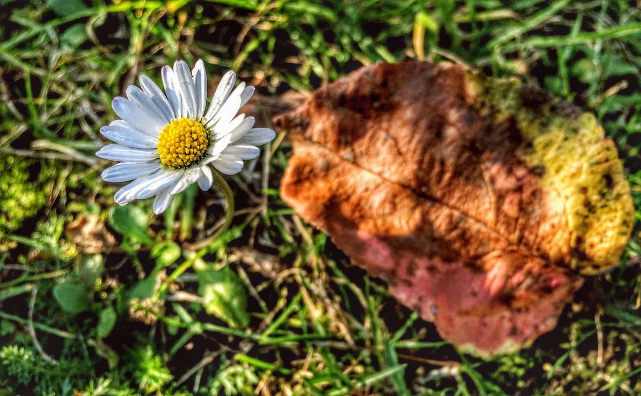 flower, freshness, fragility, petal, growth, flower head, grass, field, beauty in nature, blooming, nature, plant, high angle view, close-up, focus on foreground, pollen, daisy, in bloom, wildflower, yellow