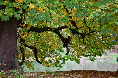 Close-up of tree