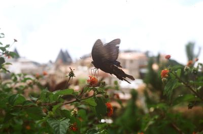 Close-up of butterfly pollinating on flower