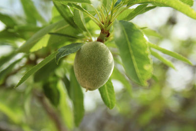 Close-up of fruit growing on tree