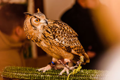 Close-up of owl perching