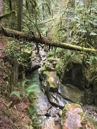 Moss growing on rock by river in forest