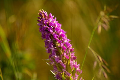 Close-up of purple flowering plant on field