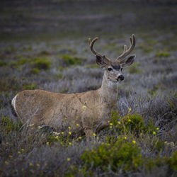 Portrait of deer standing on land