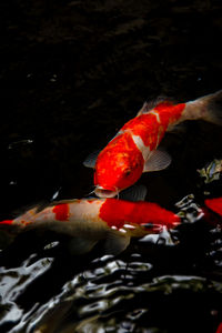 View of koi carps swimming in lake