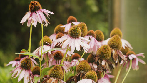 Beautiful flowers in the garden on a summer day.4k in the garden.