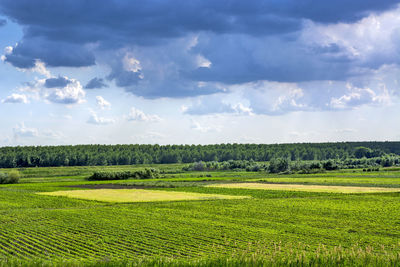 Scenic view of field against sky