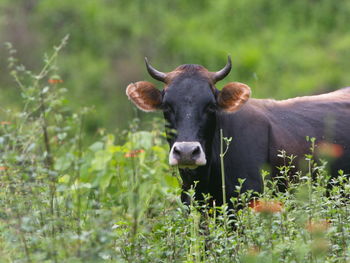 Portrait of cow looking at camera in field of wild flowers, vilcabamba, ecuador.