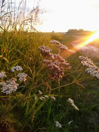 Close-up of flowers growing in field