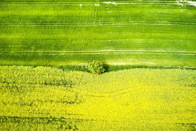 Scenic view of agricultural field