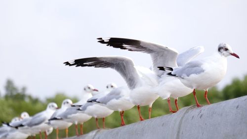 Seagulls perched on the wall in the shore