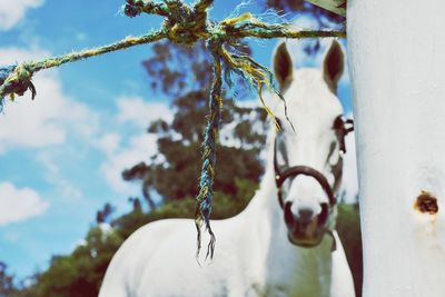 Close-up of chain hanging on rope